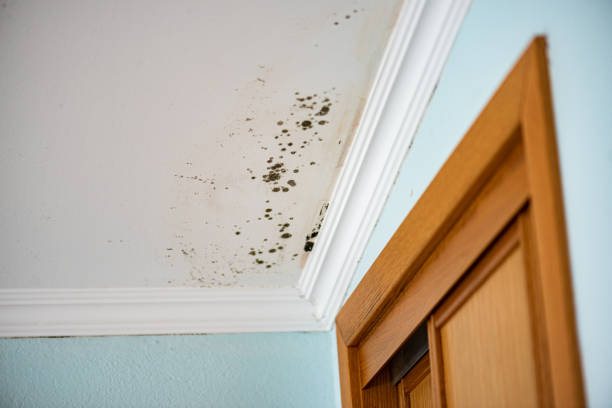 Best Attic Mold Remediation in Rio Del Mar, CA