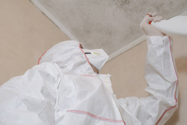 Best Attic Mold Remediation in Rio Del Mar, CA