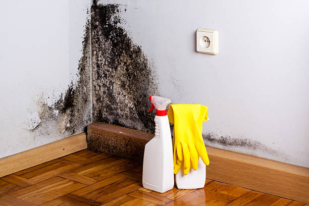 Best Basement Mold Remediation in Rio Del Mar, CA